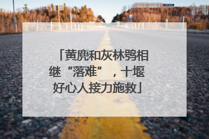 黄麂和灰林鸮相继“落难”，十堰好心人接力施救