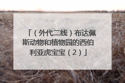 （外代二线）布达佩斯动物和植物园的西伯利亚虎宝宝（2）