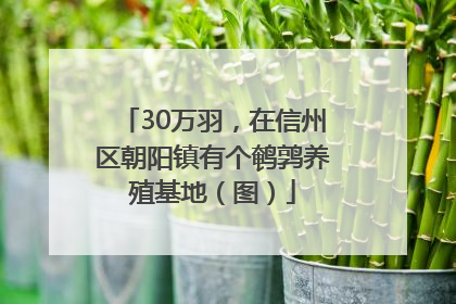 30万羽，在信州区朝阳镇有个鹌鹑养殖基地（图）